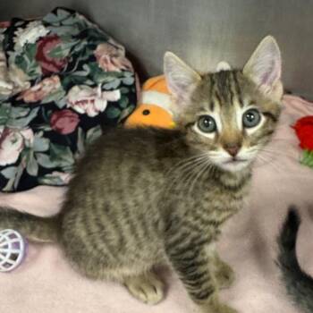 Snow White -  Domestic Short Hair Cat Available for Adoption in West Palm Beach, Florida - Snow White | PetCurious
