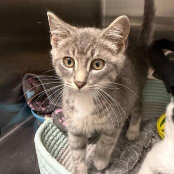 Tom -  Domestic Short Hair Cat for Adoption in Blairsville, Georgia - Tom | PetCurious