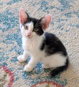 Rescue Tuxedo Cats for Adoption in Southern Pines, North Carolina - Phantom - Brave Heart And Unstoppable Spirit! | PetCurious