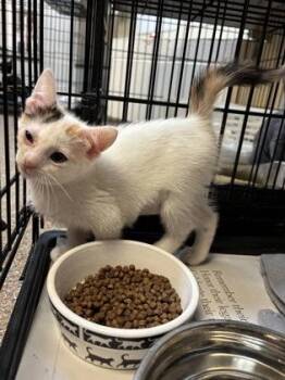 93964a Princess Calico -  Domestic Short Hair Cat for Adoption in North Charleston, South Carolina - 93964a Princess Calico | PetCurious