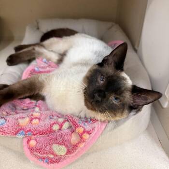 Thai -  Siamese Cat for Adoption in Hudson, New York - Thai | PetCurious