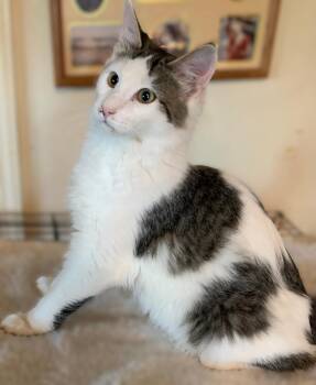 Thursday -  Domestic Short Hair Cat for Adoption in Pottstown, Pennsylvania - Thursday | PetCurious