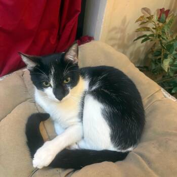 Bobby -  Domestic Short Hair Cat for Adoption in Houston, Texas - Bobby | PetCurious