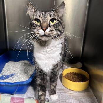 Domestic Medium Hair Cats Available for Adoption - Bandie | PetCurious