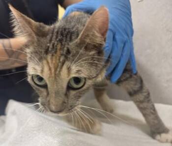Miss Peaches -  Domestic Short Hair Cat for Adoption in Honolulu, Hawaii - Miss Peaches | PetCurious