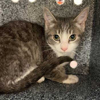 Auburn -  Domestic Short Hair Cat for Adoption in Birmingham, Alabama - Auburn | PetCurious