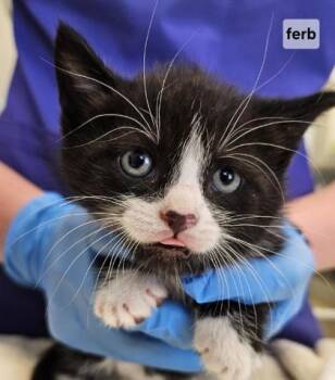 Ferb (blue) -  Domestic Short Hair Cat Available for Adoption in Lafayette, Indiana - Ferb (blue) | PetCurious