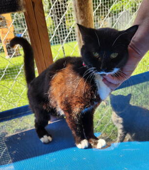 Rescue Domestic Short Hair Cats for Adoption in Crossville, Tennessee - Zoey | PetCurious