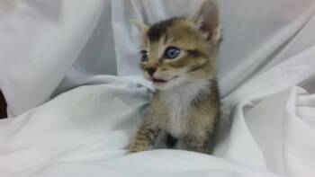 Domestic Short Hair Cats Available for Adoption in Doral, Florida - RINGO | PetCurious