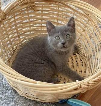 Shania -  Russian Blue and Domestic Short Hair Cat for Adoption in Reston, Virginia - Shania | PetCurious