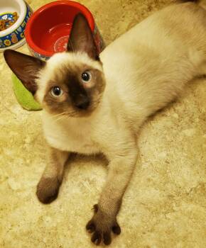 Danny -  Siamese Cat for Adoption in Smyrna, Delaware - Danny | PetCurious
