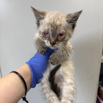Domestic Short Hair Cats Available for Adoption in Columbiana, Alabama - Boom Boom Sauce | PetCurious