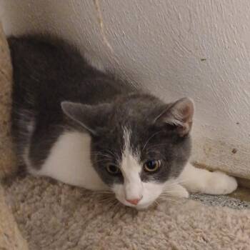 Domestic Short Hair Cats Available for Adoption - Frost | PetCurious