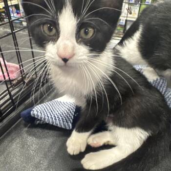 Penguin -  Domestic Short Hair Cat for Adoption in Gonzales, Louisiana - Penguin | PetCurious