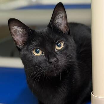 Q -  Domestic Short Hair Cat for Adoption in Pittsford, Vermont - Q | PetCurious
