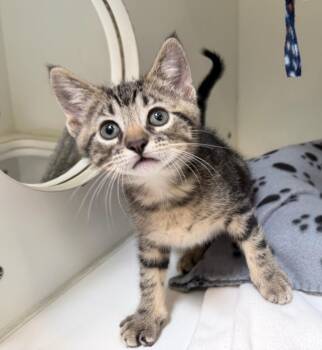 Domestic Short Hair Cats Available for Adoption in Columbia, Illinois - Leon | PetCurious