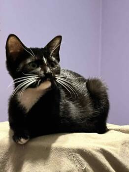 Rescue American Shorthair Cats for Adoption in Charlotte, North Carolina - Charlotte Pea | PetCurious