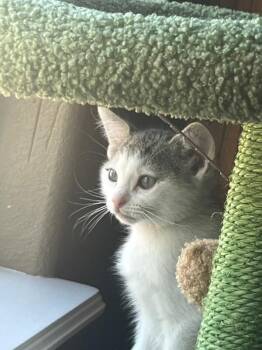 Domestic Short Hair Cats Available for Adoption in Fort Collins, Colorado - Iris | PetCurious