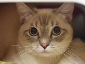 Siamese Cats Available for Adoption in Portland, Oregon - Raven | PetCurious