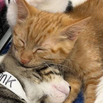 Teddie -  Domestic Medium Hair Cat for Adoption in Rochester, Minnesota - Teddie | PetCurious