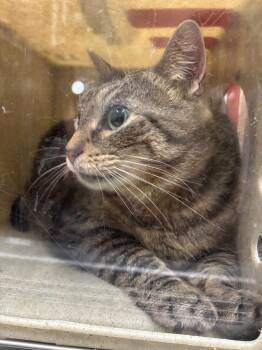 Domestic Short Hair Cats Available for Adoption in Douglasville, Georgia - Daphne | PetCurious