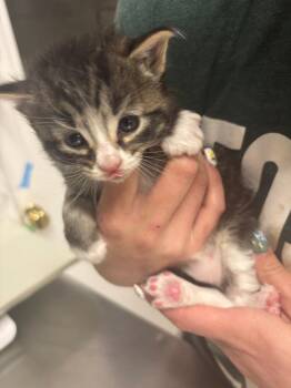 Simon -  Domestic Short Hair Cat for Adoption in Fall River, Massachusetts - Simon | PetCurious