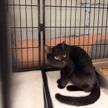 Twilight -  Domestic Short Hair Cat for Adoption in Columbus, North Carolina - Twilight | PetCurious
