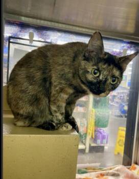 Queequeg -  Domestic Short Hair Cat for Adoption in Lafayette, Colorado - Queequeg | PetCurious