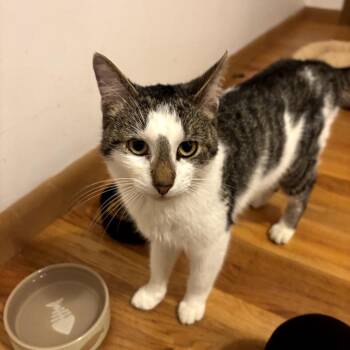 Domestic Short Hair Cats Available for Adoption in Granville, Ohio - Cheese | PetCurious