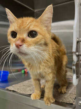 Rescue Domestic Short Hair Cats for Adoption in Twinsburg, Ohio - Rugby | PetCurious