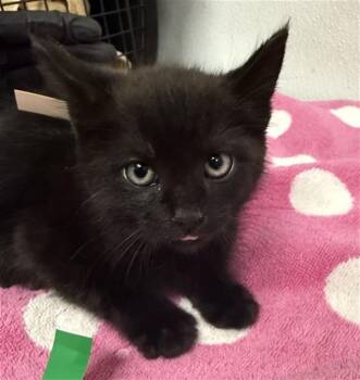 A882602 -  Domestic Medium Hair Cat for Adoption in Camarillo, California - A882602 | PetCurious