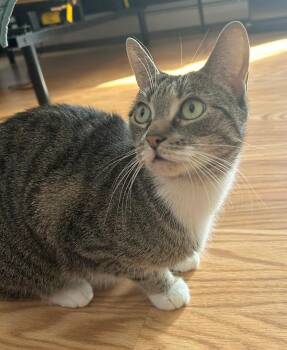 Domestic Short Hair Cats Available for Adoption - Furby | PetCurious