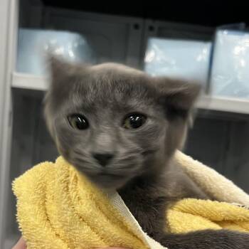 Conditioner -  Domestic Short Hair Cat for Adoption in Greensboro, North Carolina - Conditioner | PetCurious