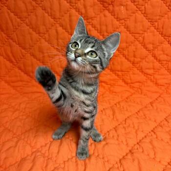 Fiona -  Domestic Short Hair Cat for Adoption in Waterloo, Iowa - Fiona | PetCurious