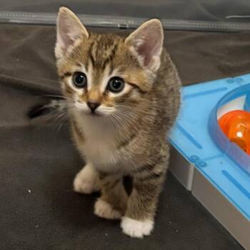 Tabby Cats Available for Adoption in San Juan Capistrano, California - Flare | PetCurious