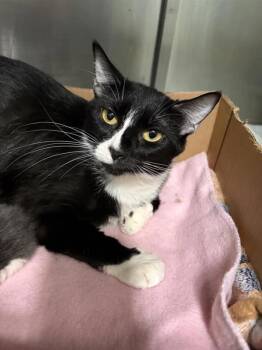 Vanessa -  Domestic Short Hair Cat for Adoption in Black Eagle, Montana - Vanessa | PetCurious