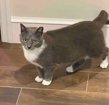 Rescue Domestic Short Hair Cats for Adoption in Seven Valleys, Pennsylvania - Stella Belle | PetCurious