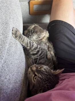 Billings -  Domestic Short Hair Cat for Adoption in Fort Collins, Colorado - Billings | PetCurious
