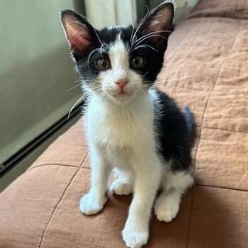 Trumpet Haseman -  Domestic Short Hair Cat for Adoption in Morrison, Colorado - Trumpet Haseman | PetCurious