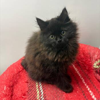 Christopher Robin -  Domestic Long Hair Cat for Adoption in Puslinch, Ontario - Christopher Robin | PetCurious