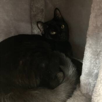 Rescue Domestic Short Hair Cats for Adoption in Youngtown, Arizona - Freja | PetCurious