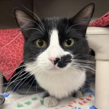 Rescue Domestic Medium Hair Cats for Adoption in Las Vegas, Nevada - ONYX | PetCurious