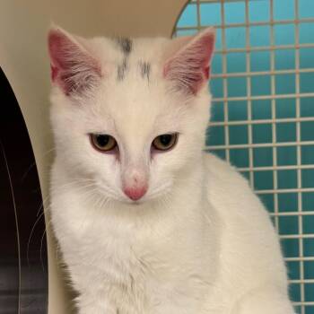 Tot -  Domestic Short Hair Cat for Adoption in Ashland, Virginia - Tot | PetCurious