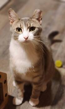 Cara (bonded with Milo) -  Domestic Short Hair Cat Available for Adoption in Verona, Wisconsin - Cara (bonded With Milo) | PetCurious