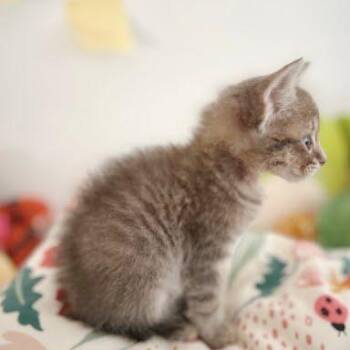 Riot -  Domestic Short Hair Cat for Adoption in Buellton, California - Riot | PetCurious