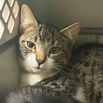 Huey -  Domestic Short Hair Cat for Adoption in Reno, Nevada - Huey | PetCurious