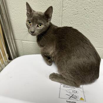 Domestic Short Hair Cats Available for Adoption in New York, New York - Ren | PetCurious