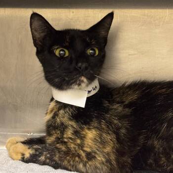 Scarlet -  Domestic Short Hair Cat for Adoption in Birmingham, Alabama - Scarlet | PetCurious