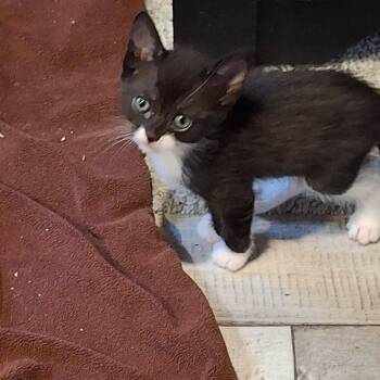 Rescue Domestic Short Hair Cats for Adoption - Sam-Simi Valley | PetCurious