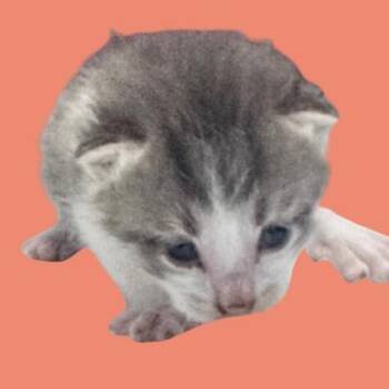 Rip -  Domestic Short Hair Cat for Adoption in Tuscaloosa, Alabama - Rip | PetCurious